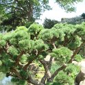 Larix kaempferi taille